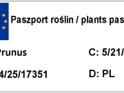  Śliwa - Morela Duo  'Prunus' Prezydent - Early Orange  - zdjęcie duże 1