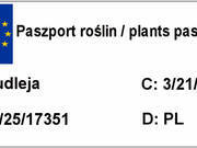  Budleja 'Buddleja daviddi ' na Pniu 