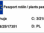  Tuja Bonsai 'Thuja' Na Pniu 2 Kule  - zdjęcie duże 2