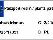  Malina Czerwona 'Rubus ideaus L' Wilamette   - zdjęcie duże 1