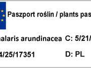  Trawa 'Phalaris arundinacea' Mozga Trzcinowata' Picta  - zdjęcie duże 2