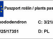  Różanecznik  'Rhododendron'  Biały na Pniu   - zdjęcie duże 2