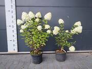  Hortensja Bukietowa 'Hydrangea panikulata' Pastel green Sadzonka XXL  - zdjęcie duże 1