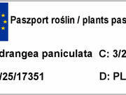  Hortensja Bukietowa 'Hydrangea panikulata' Biało-Różowa Stożek Sadzonka XXL  - zdjęcie duże 2