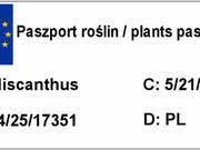  Miskant Chiński 'Miscanthus' Gracillimus   - zdjęcie duże 2