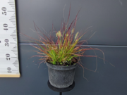  Rozplenica 'Pennisetum Alopecuroides' Burgundy Banny   - zdjęcie duże 1