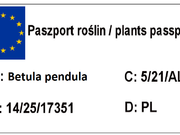  Brzoza Szczepiona Na Pniu 'Betula pendula'  Dwukolorowa  - zdjęcie duże 1