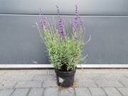  Lawenda 'Lavandula' 'Thumbelina leigh'  - zdjęcie duże 2