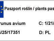  Czereśnia karłowa 'prunus avium' Siestronka  - zdjęcie duże 2