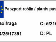   Skalnica 'saxifraga arendsii'  Biała  - zdjęcie duże 1