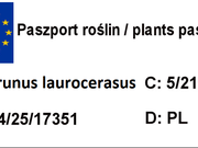  Laurowiśnia wschodnia 'Prunus laurocerasus' Otto Luyken  - zdjęcie duże 1