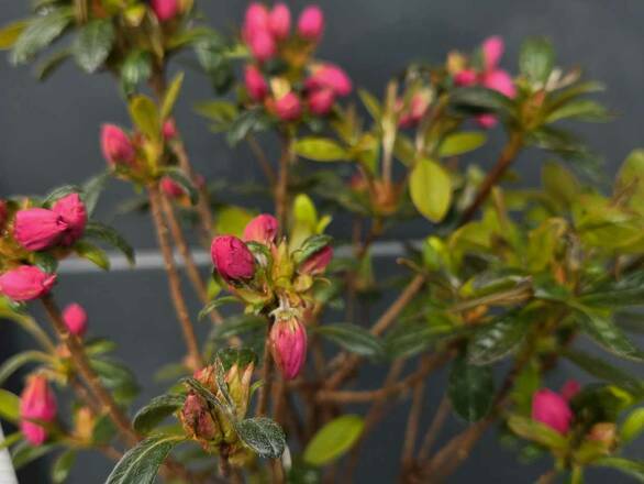  Azalia Japońska  'Rhododendron japonicum' Różowa na Pniu - zdjęcie główne