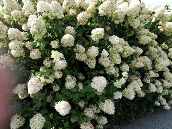  Hortensja Bukietowa 'Hydrangea panikulata' Ściana Białych Kwiatów  Sadzonka XXL - zdjęcie główne