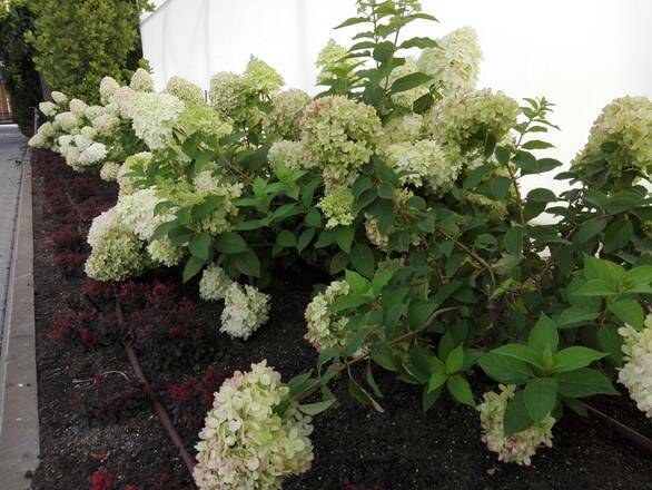  Hortensja Bukietowa 'Hydrangea panikulata'  Biało Różowa Rabatowa Sadzonka XXL - zdjęcie główne