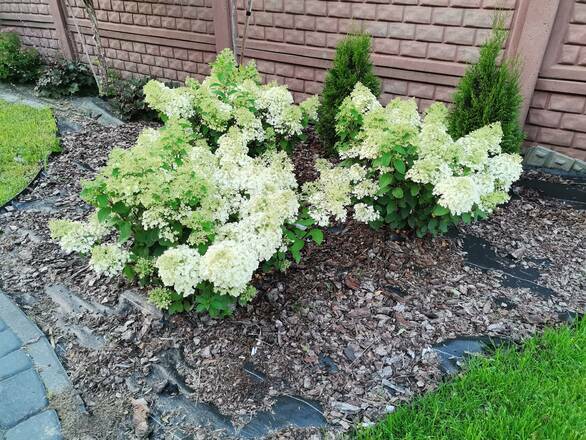  Hortensja Bukietowa 'Hydrangea panikulata' Bobo Sadzonka XXL - zdjęcie główne