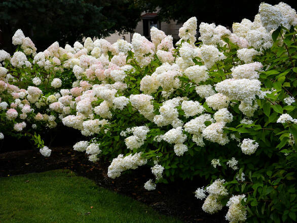  Hortensja Bukietowa 'Hydrangea panikulata' Bonshel Sadzonka XXL - zdjęcie główne