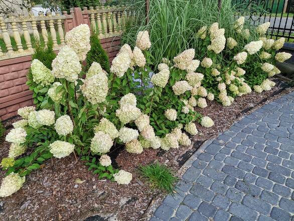  Hortensja Bukietowa 'Hydrangea panikulata' Polar Bear Sadzonka XXL - zdjęcie główne