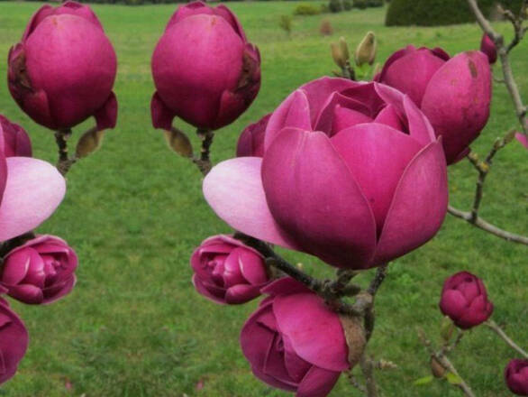  Magnolia Black Tulip - zdjęcie główne