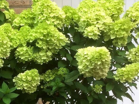  Hortensja Bukietowa 'Hydrangea panikulata' Mojito Sadzonka XXL - zdjęcie główne