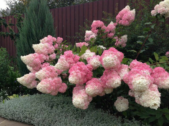  Hortensja Bukietowa 'Hydrangea panikulata' Truskawkowa Sadzonka XXL - zdjęcie główne