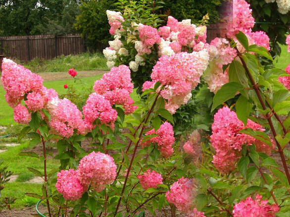  Hortensja Bukietowa 'Hydrangea panikulata' Vanilia Fraise Renhly Sadzonka XXL - zdjęcie główne