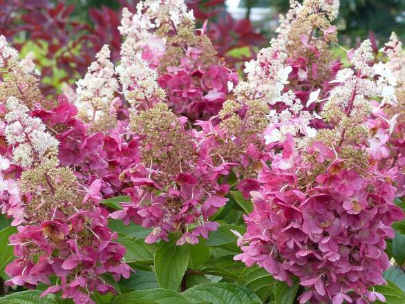  Hortensja Bukietowa 'Hydrangea panikulata'  Rubby Sadzonka XXL - zdjęcie główne