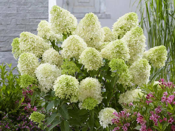  Hortensja Bukietowa 'Hydrangea panikulata' Pastel green Sadzonka XXL - zdjęcie główne