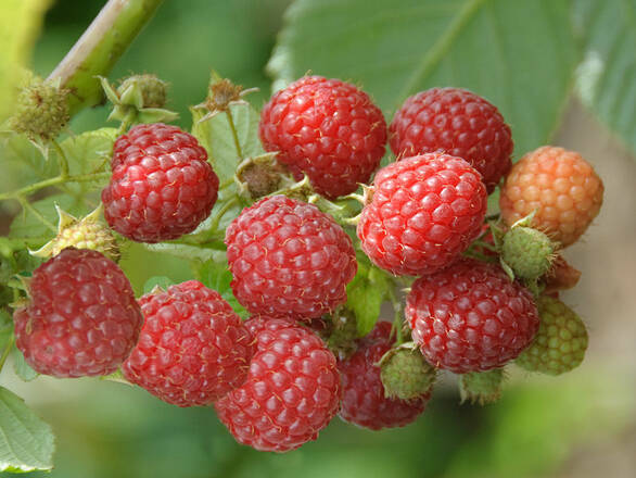  Malina Czerwona 'Rubus ideaus L' Veten  - zdjęcie główne