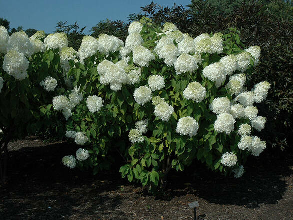  Hortensja Bukietowa 'Hydrangea panikulata' Phantom Sadzonka XXL - zdjęcie główne