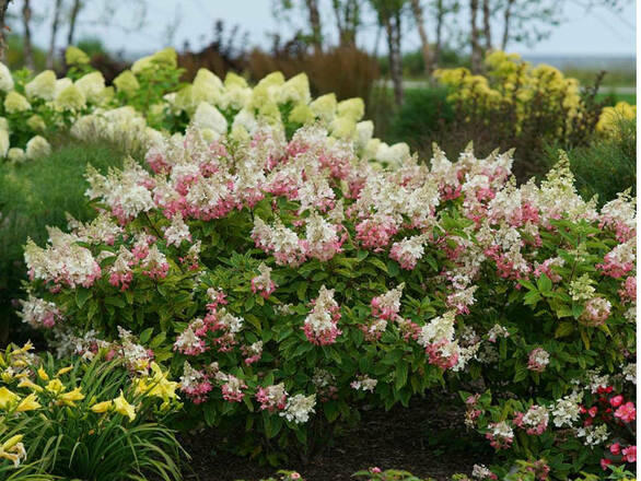  Hortensja Bukietowa 'Hydrangea panikulata' Pinki Winki Sadzonka XXL - zdjęcie główne