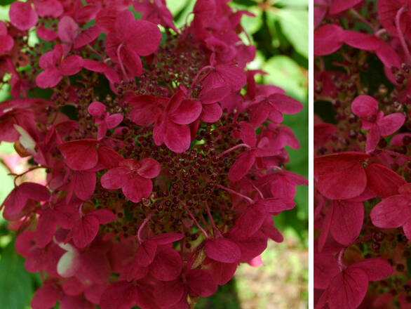  Hortensja Bukietowa 'Hydrangea panikulata' Wims Red Sadzonka XXL - zdjęcie główne