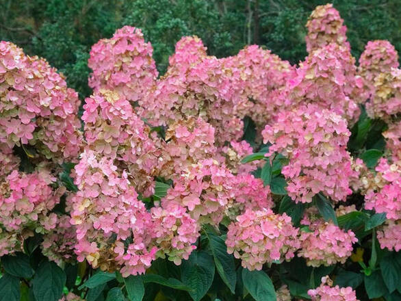  Hortensja Bukietowa 'Hydrangea panikulata' Diamond Sadzonka XXL - zdjęcie główne