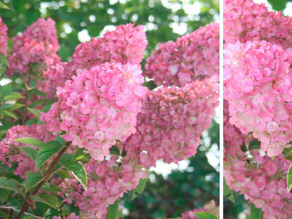  Hortensja Bukietowa 'Hydrangea panikulata' Sudacie Frais Sadzonka XXL - zdjęcie główne