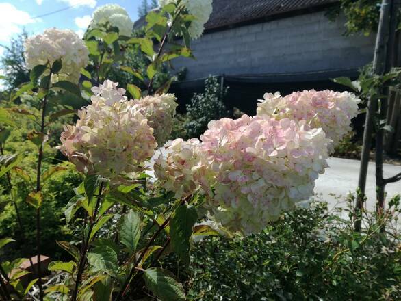  Hortensja Bukietowa 'Hydrangea panikulata' Biało-Różowa Sadzonka XXL - zdjęcie główne