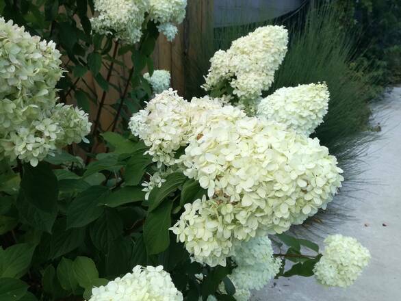  Hortensja Bukietowa 'Hydrangea panikulata' Biała  Mega Stożek  Sadzonka XXL - zdjęcie główne