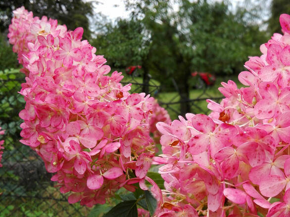  Hortensja Bukietowa 'Hydrangea panikulata' Różowa Stożek  Sadzonka XXL - zdjęcie główne