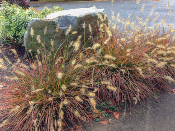  Rozplenica 'Pennisetum Alopecuroides' Burgundy Banny  - zdjęcie główne