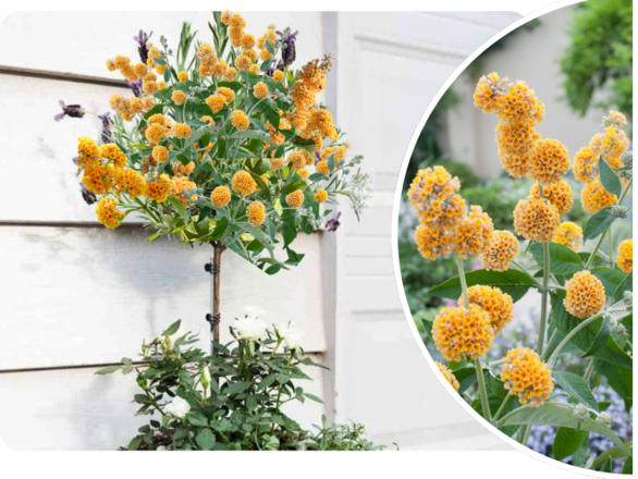  Budleja 'Buddleja daviddi ' na Pniu Żółta  - zdjęcie główne