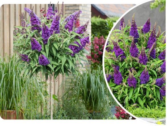  Budleja 'Buddleja daviddi ' na Pniu Fioletowa - zdjęcie główne