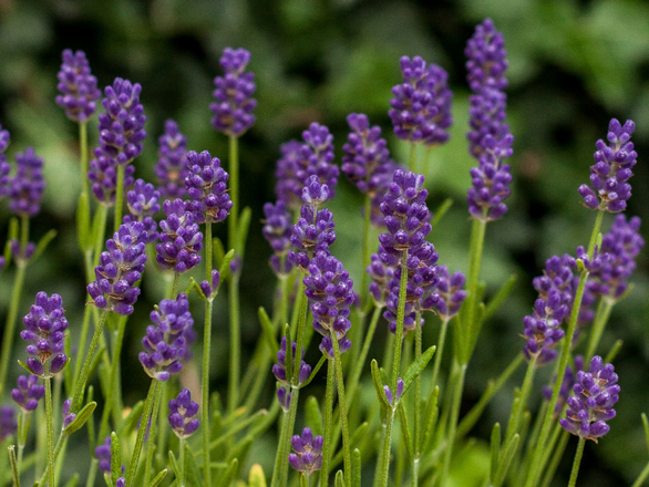  Lawenda 'Lavandula' 'Thumbelina leigh' - zdjęcie główne